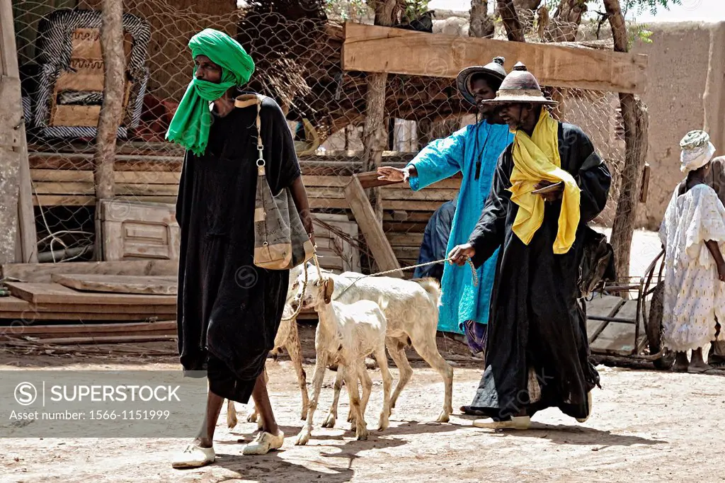 Peul men taking cattle to monday market, Djenne, Mali