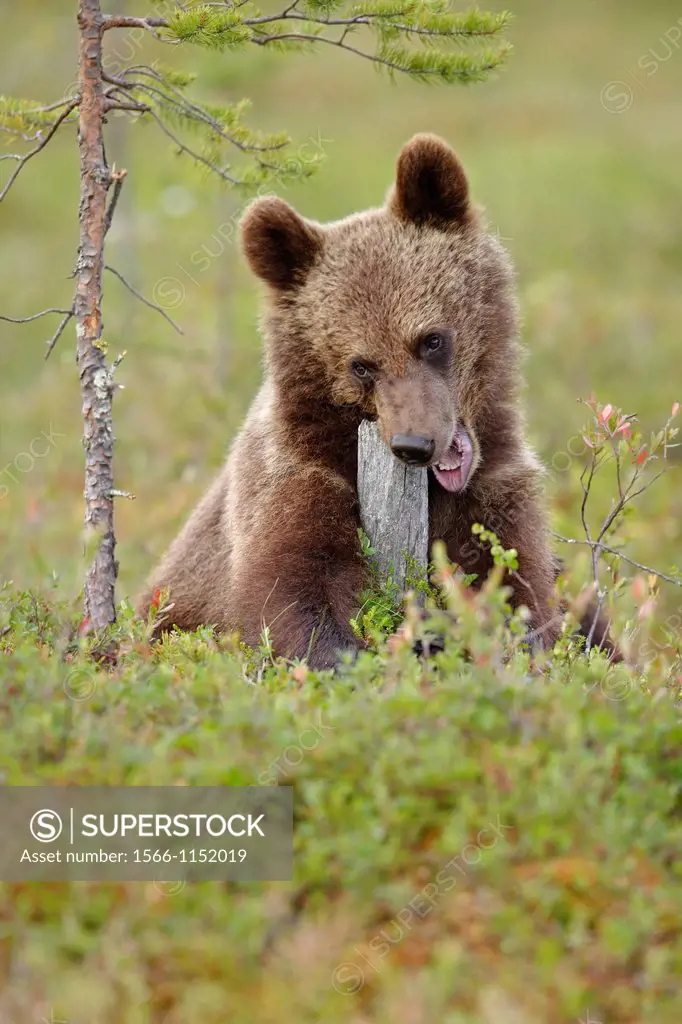 Young brown bear (Ursus arctos) playing with a piece of wood. Bog in North East Finland  