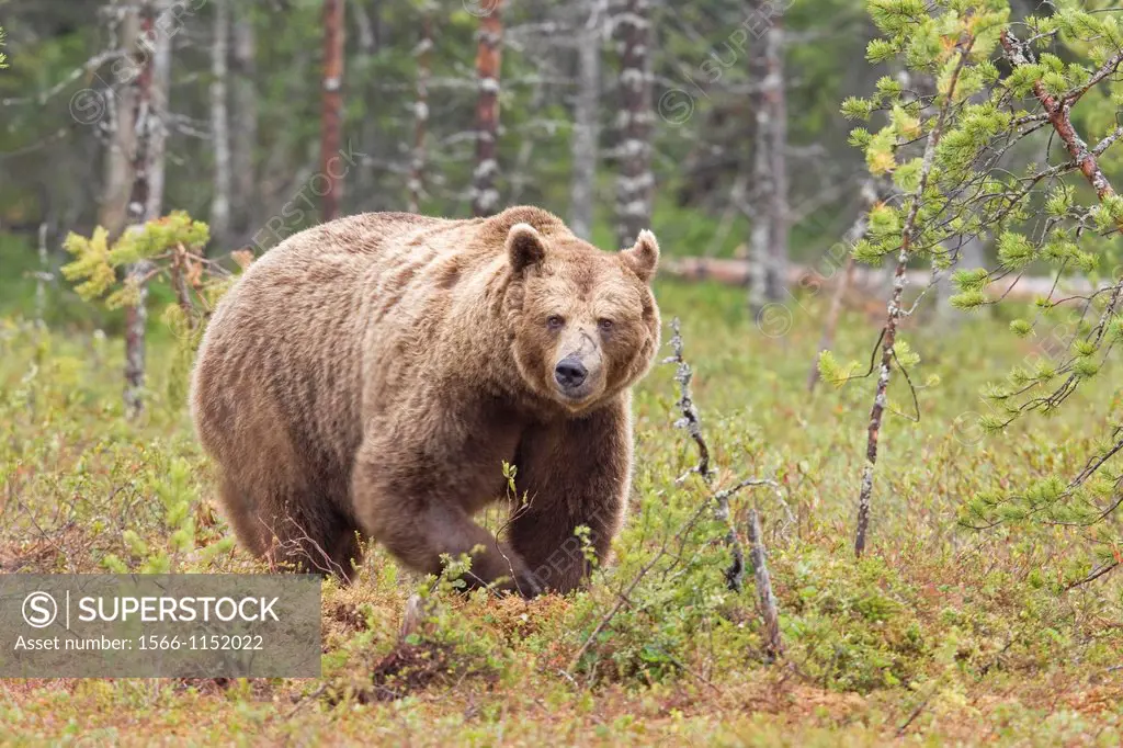 brown bear (Ursus arctos) on a bog North East Finland