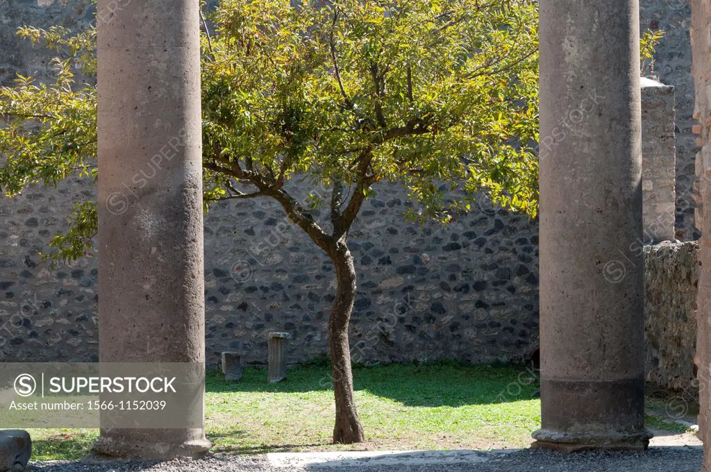 Italy, Campania, Pompeii  Slender tree growing amidst stone walls and pillars  Roman city destroyed by eruption of Mount Vesuvius in AD 79