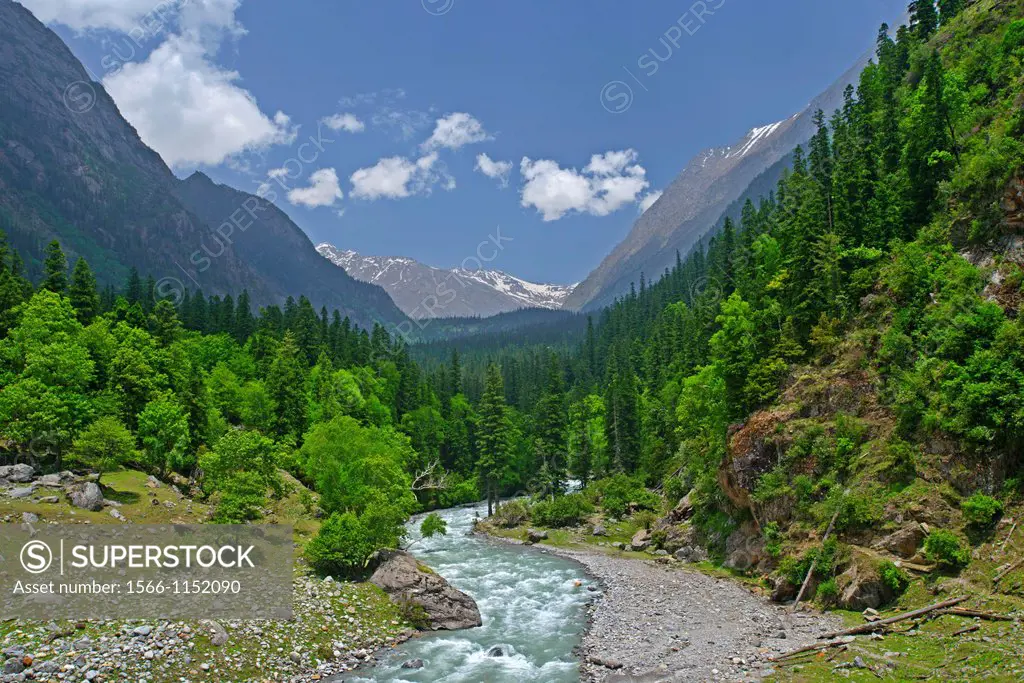 Forest Scape in Bhaba Valley Kinnaur India