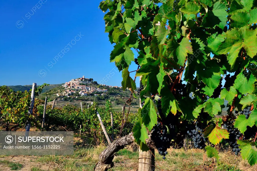 Motovun, village on top of a hill  Istria, Croatia