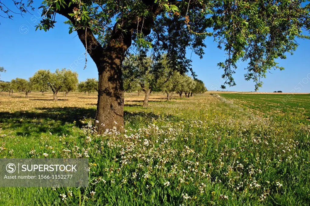 Almendro y campo con flores  Almansa  Albacete.