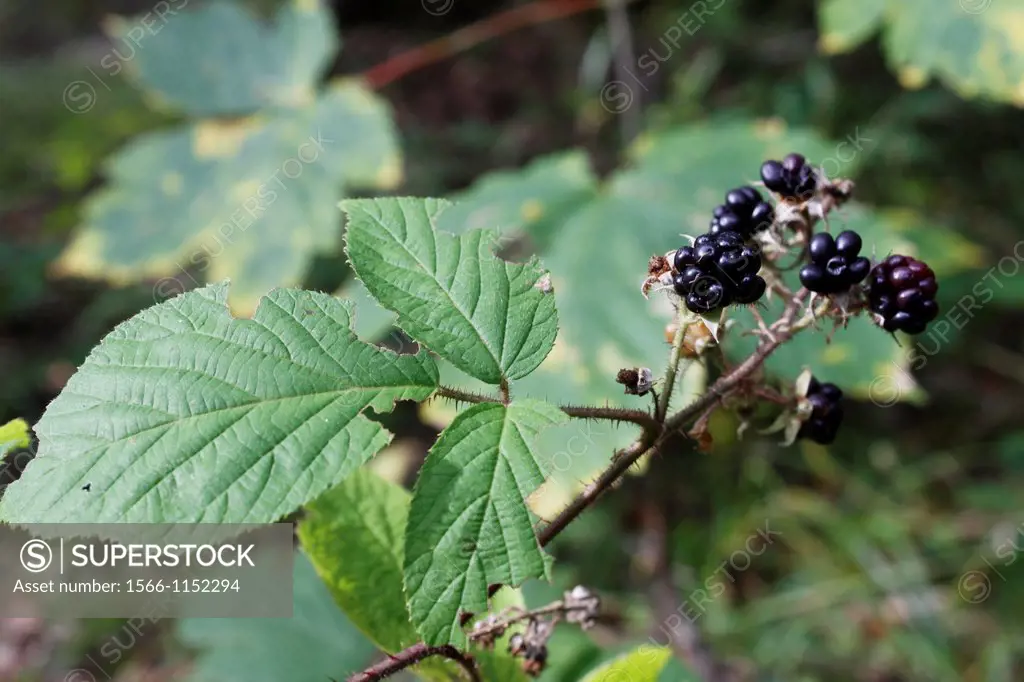 Blackberry, Forest, Chartreuse, Isère, Rhône-Alpes, France.