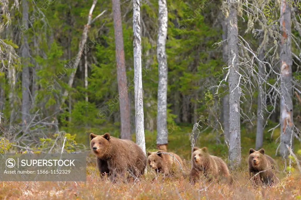 brown bear with cubs, North East Finland.