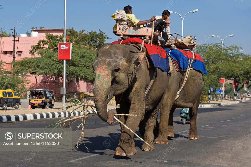 Indian elephants and mahouts on the roads between Amber Palace and the Town of Jaipur, Rajasthan, India