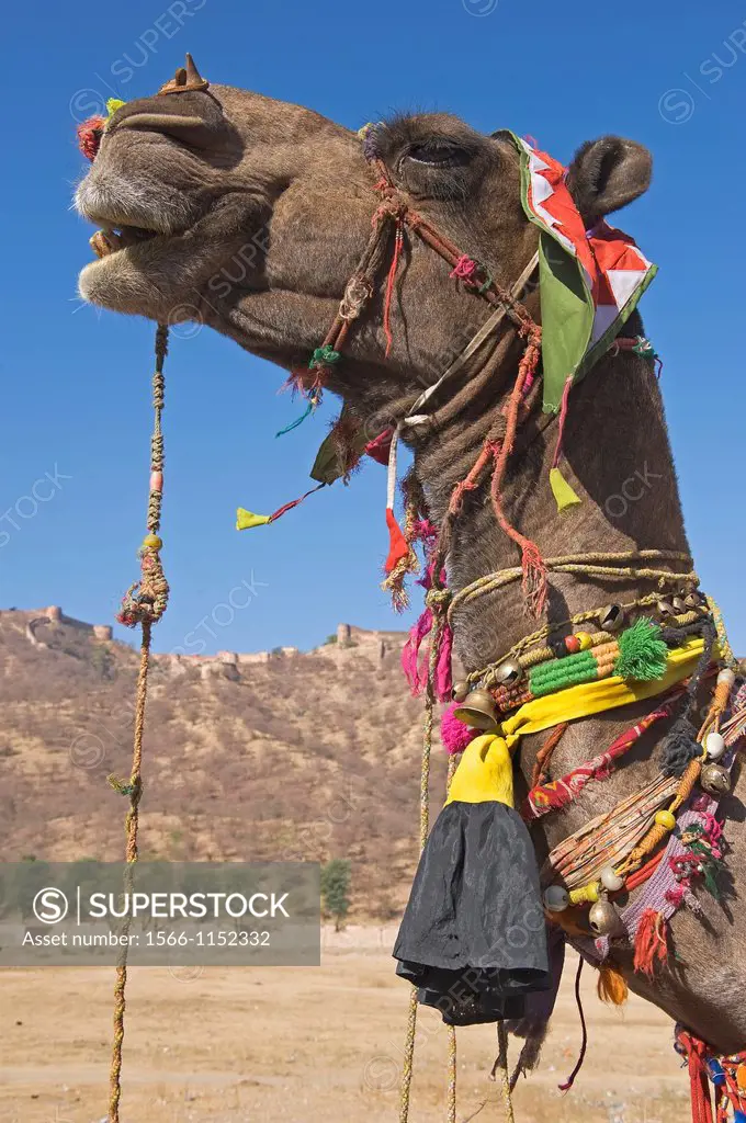 Camel in front of the Amber Palace, Town of Jaipur, Rajasthan, India.
