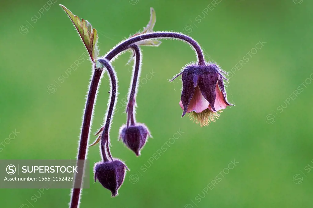 Close-up of the nodding flowers of Water avens Geum rivale growing on a small brook in spring - Bavaria/Germany