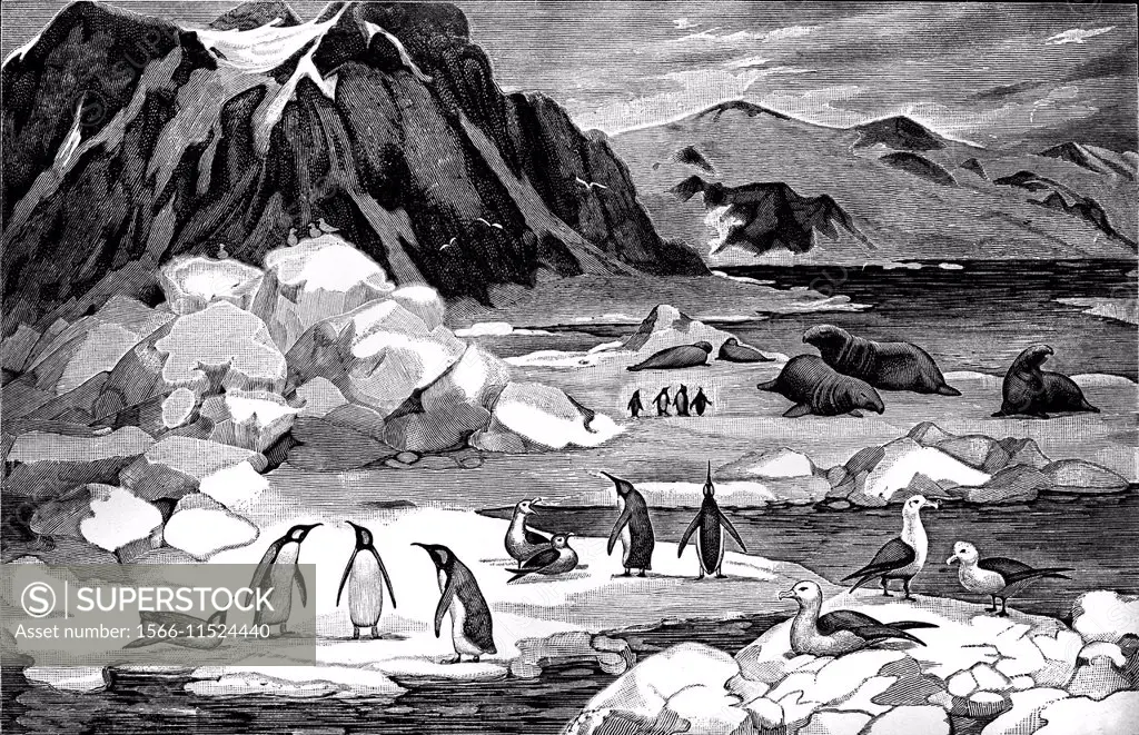 Typical animals of Antarctic area, illustration from Soviet encyclopedia, 1926.
