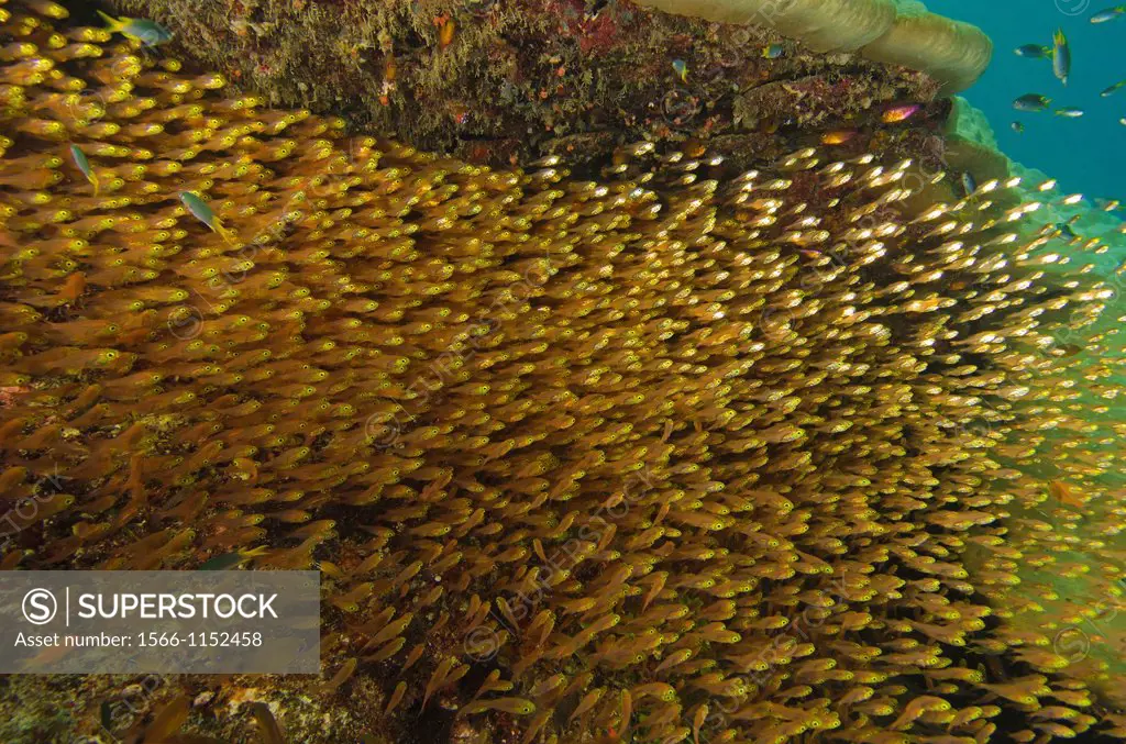 A dense school of cardinalfish and glassfish