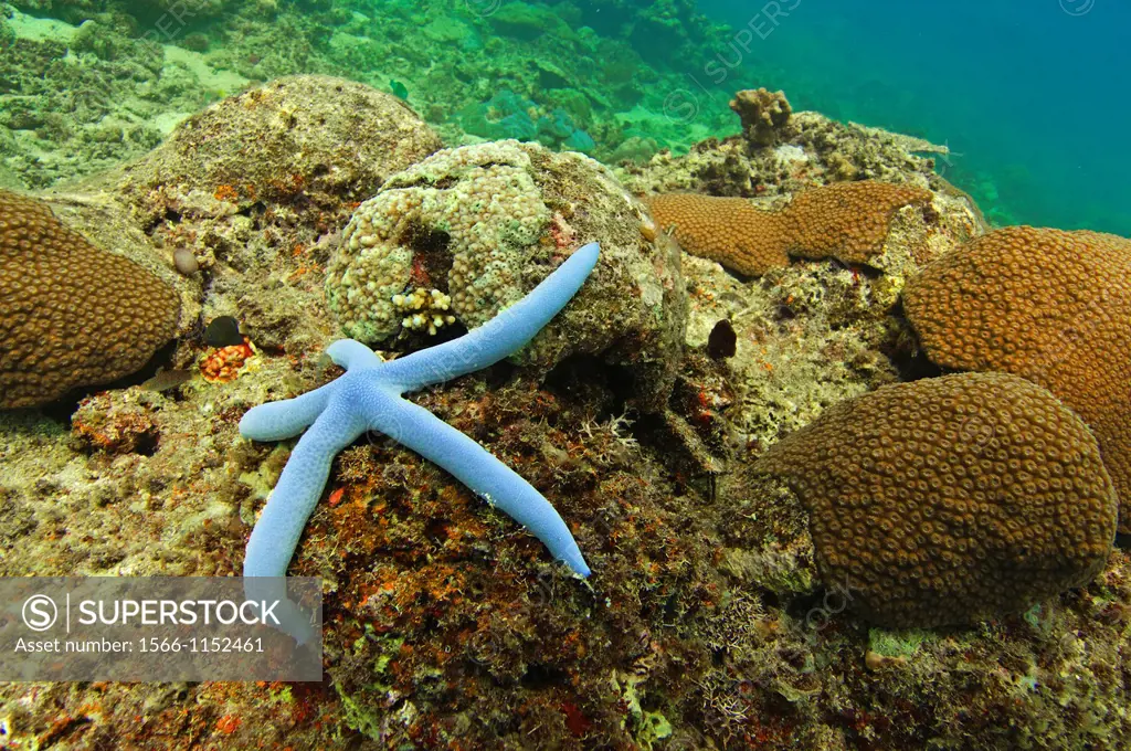 Blue Starfish or sea star , Linckia laevigata
