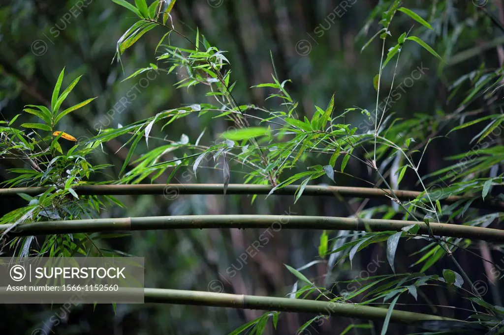 Bamboos. Image taken at Shihfen, Taiwan.
