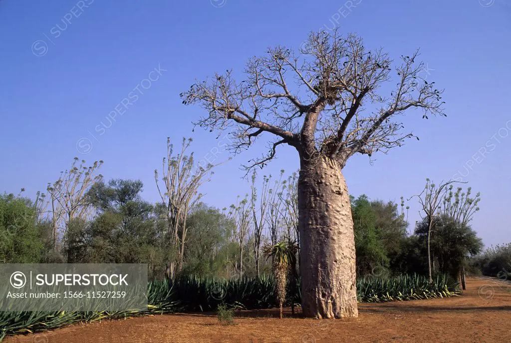 MADAGASCAR, BERENTY, BAOBAB TREE.