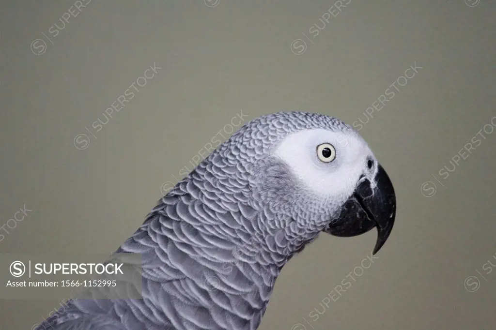 Gabon gray parrot, portrait, Bird Park, Kuala Lumpur, Wilayah Persekutuan, Malaysia.