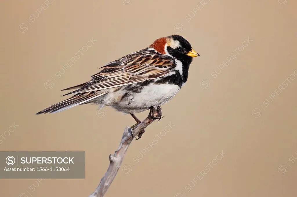 Lapland bunting (Calcarius lapponicus) perching on a twig in the Tundra of Norway