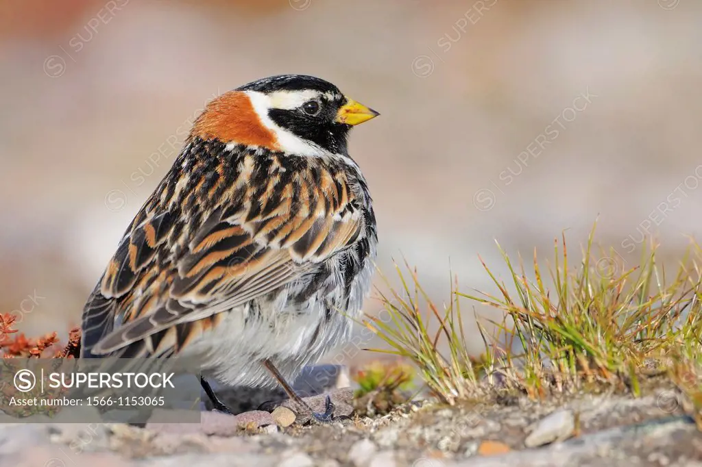 Lapland bunting in the Tundra  Norway.