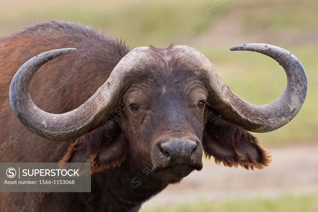 African buffalo (Syncerus caffer), Nakuru National Park, Kenia  