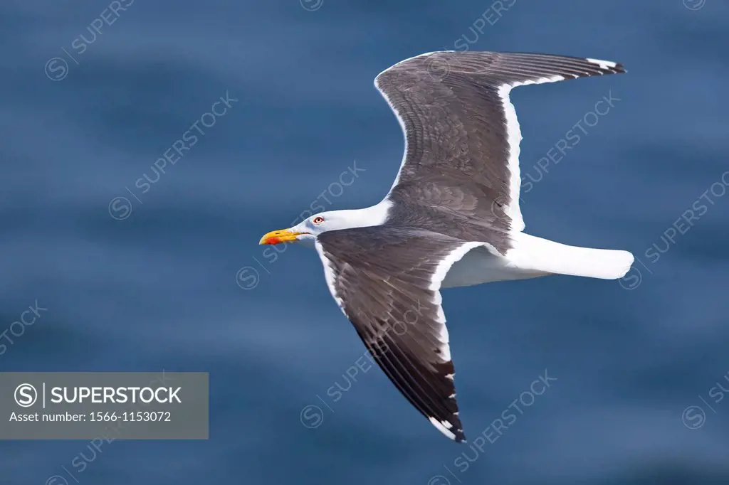 Lesser Black-backed Gull (Larus fuscus) in flight. Texel Island. The Netherlands