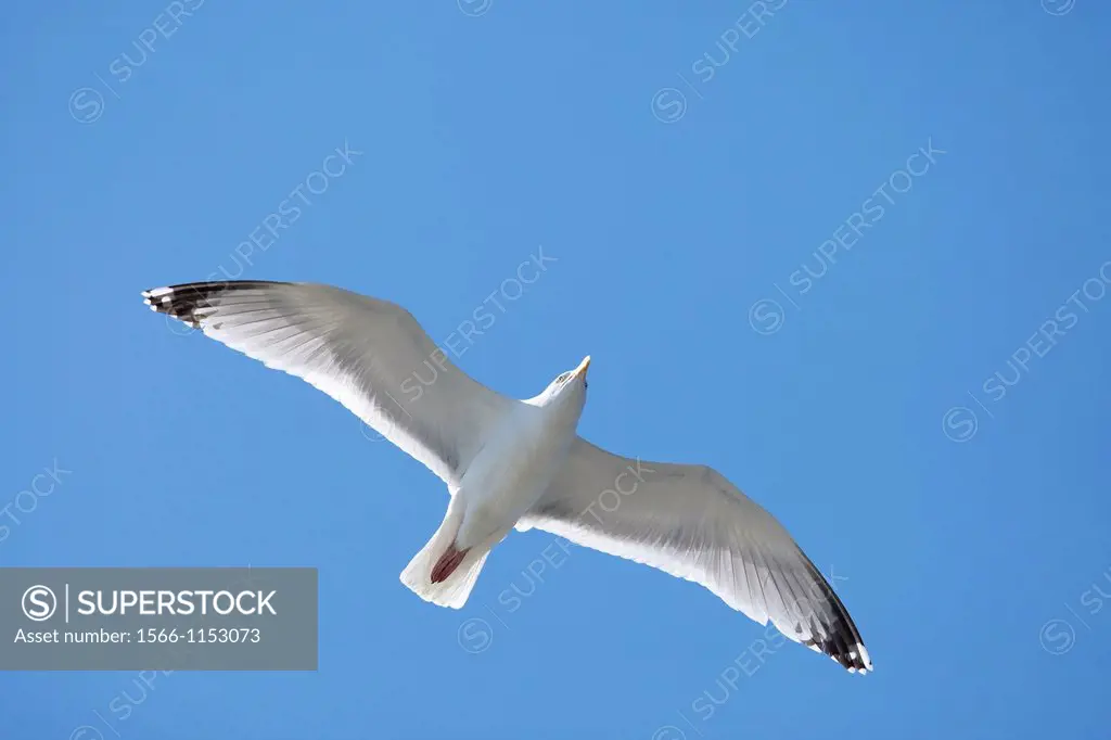 Herring gull (Larus argentatus) in flight. Texel Island. The Netherlands 