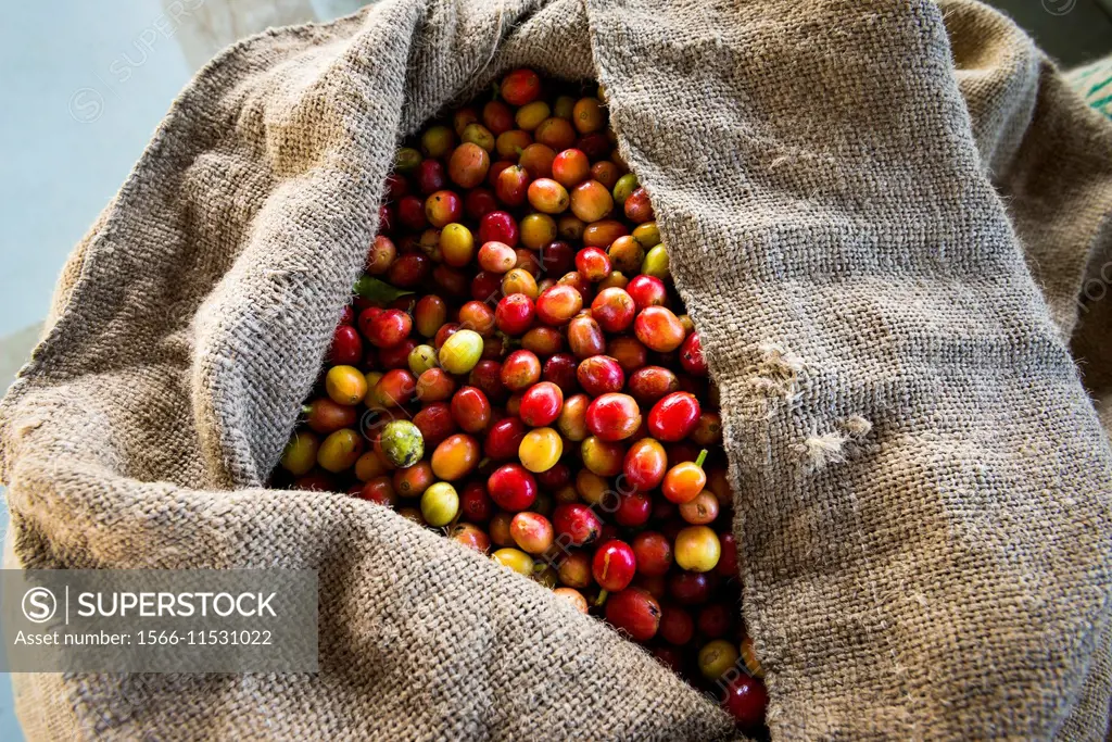 Harvested coffee cherries in a burlap sack, Kona Coast, The Big Island, Hawaii USA.