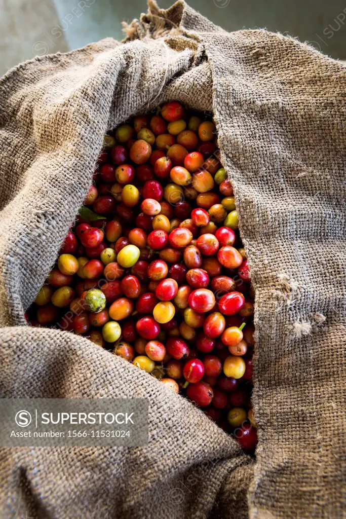 Harvested coffee cherries in a burlap sack, Kona Coast, The Big Island, Hawaii USA.