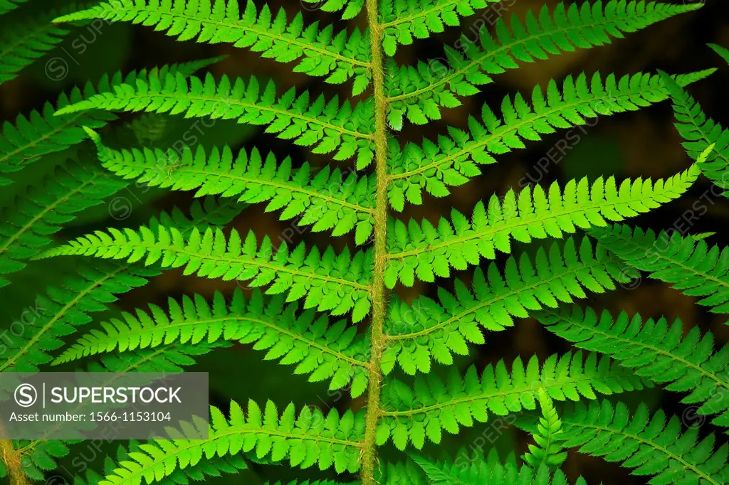 Female fern Athyrium filix in the National Park Picos de Europa  León
