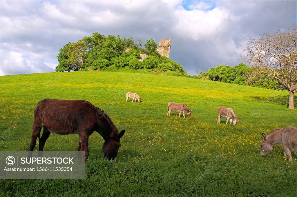 Donkeys in a meadow by the ruins of the castle of Gurson, Carsac de Gurson, Dodrogne, Aquitaine, France