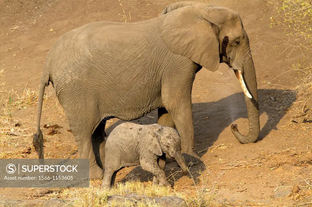 African Elephant Loxodonta africana - Young and Mother, Kruger National Park, South Africa