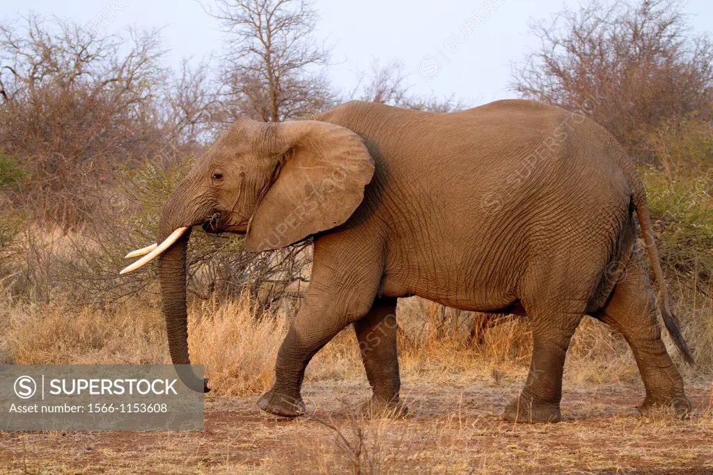 African Elephant Loxodonta africana - Female, Kruger National Park, South Africa