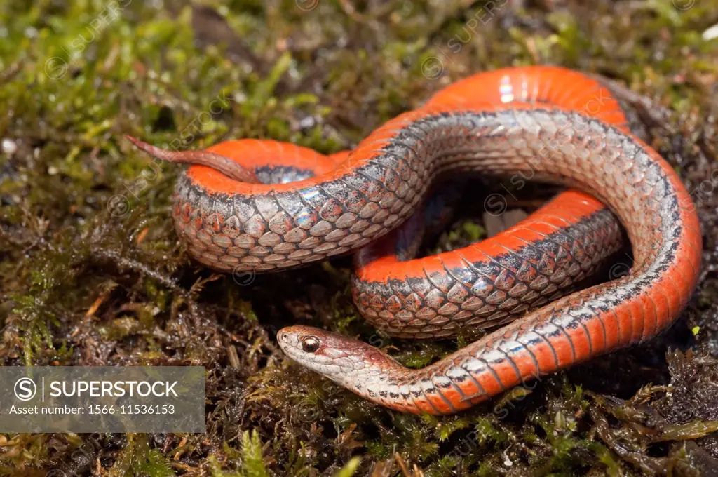 Northern red-bellied snake, Storeria occipitomaculata occipitomaculata, gravid female, endemic to North America.