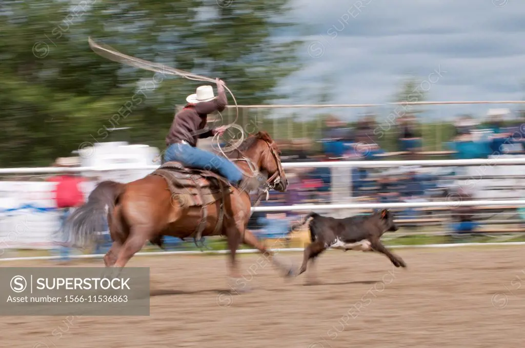 Calf roping, motion blur, Caroline Stampede, rodeo, Caroline, Alberta, Canada.