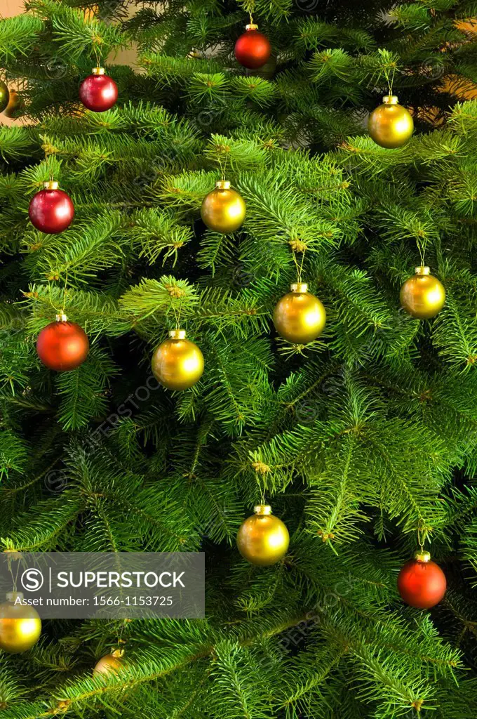 christmas decorations on real fir tree