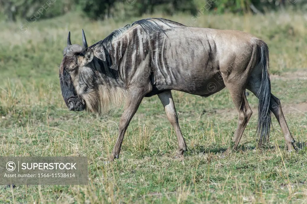Wildebeest listing. Lateral Vision. Connochaetes taurinus. Masai Mara NP.