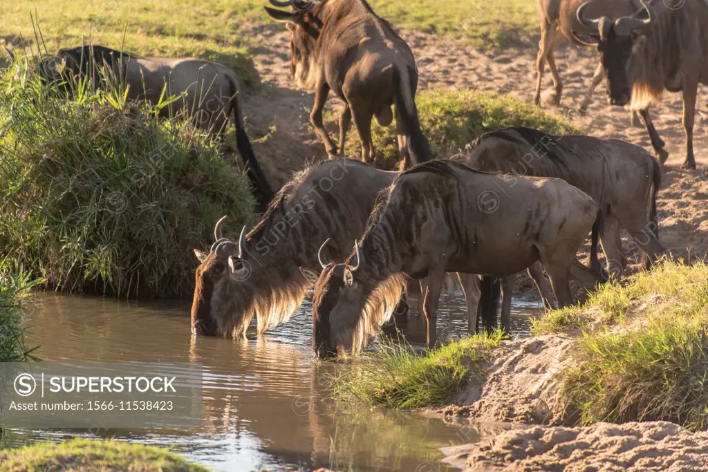 Wildebeest drinking. Connochaetes taurinus. Masai Mara NP.