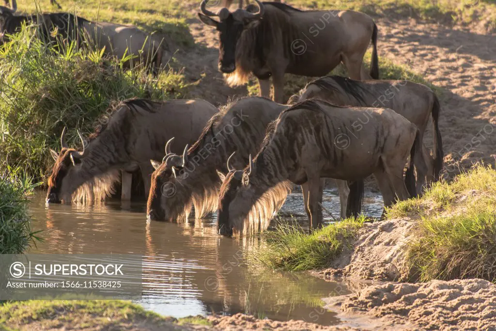 Wildebeest drinking. Connochaetes taurinus. Masai Mara NP.