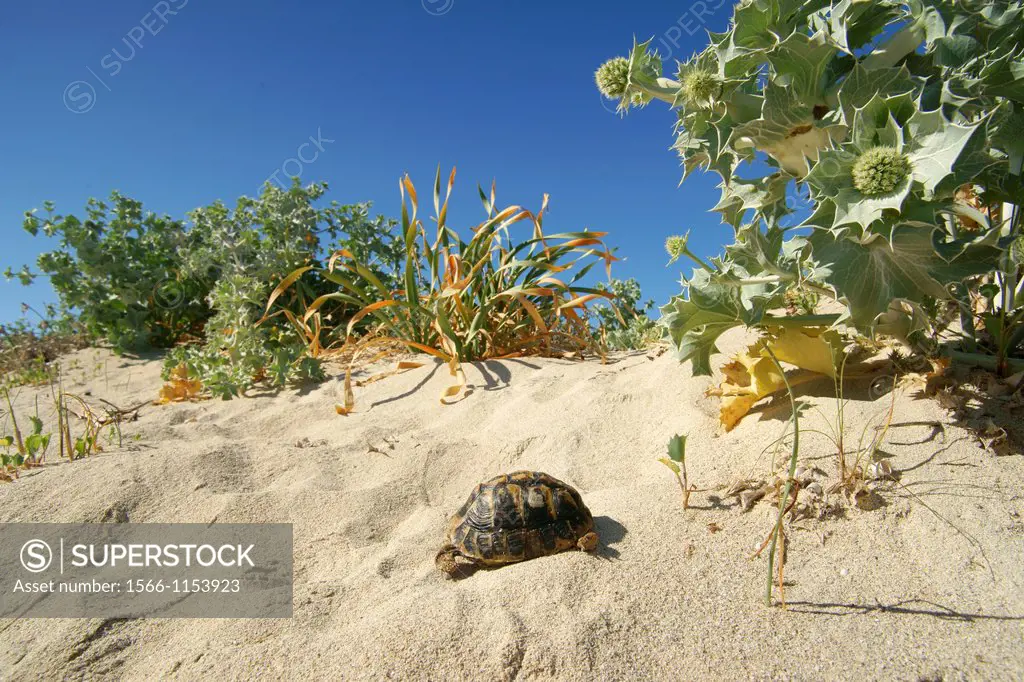 Es Trenc-Ses Covetes, tortoise, Migjorn Campos Mallorca Balearic Islands Spain
