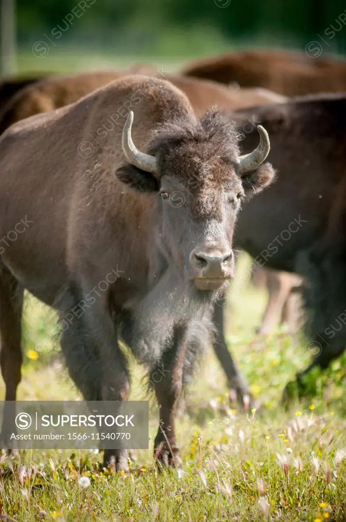 Bison (bison bison) grazing in field in Alaska.