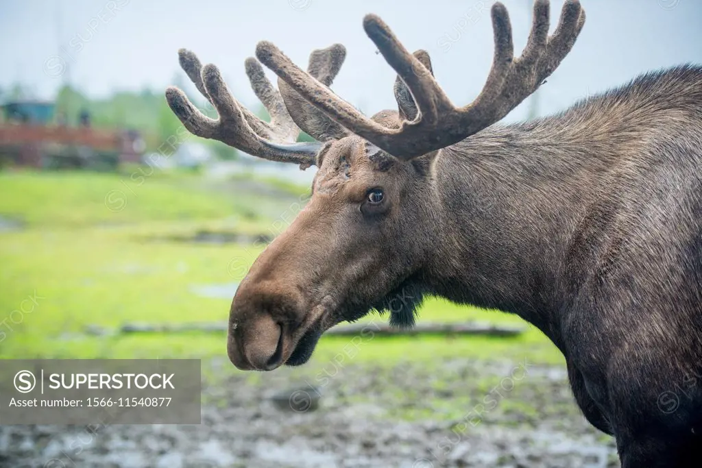 Moose (Alces Alces) in Alaska.