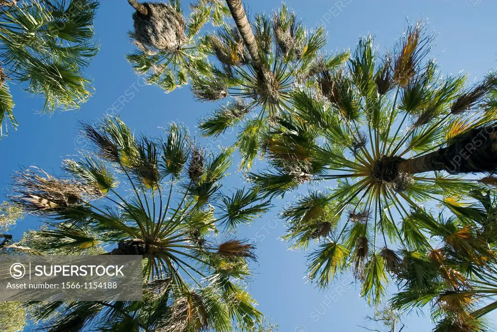 Red cabbage palms, Livingstona mariae, Palm Valley, Finke Gorge National Park, Central Australia
