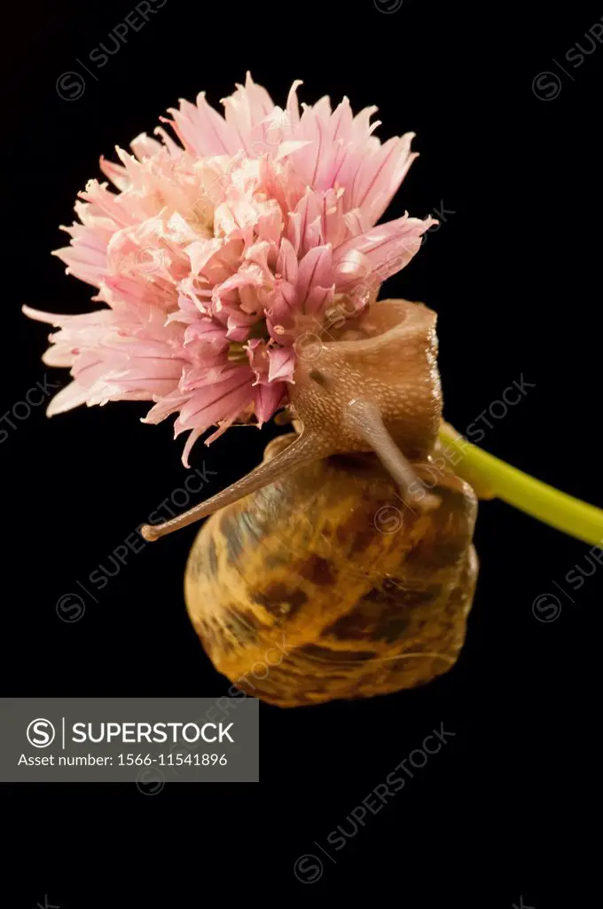 Common (Garden) Snail-Helix aspersa feeds on flower.