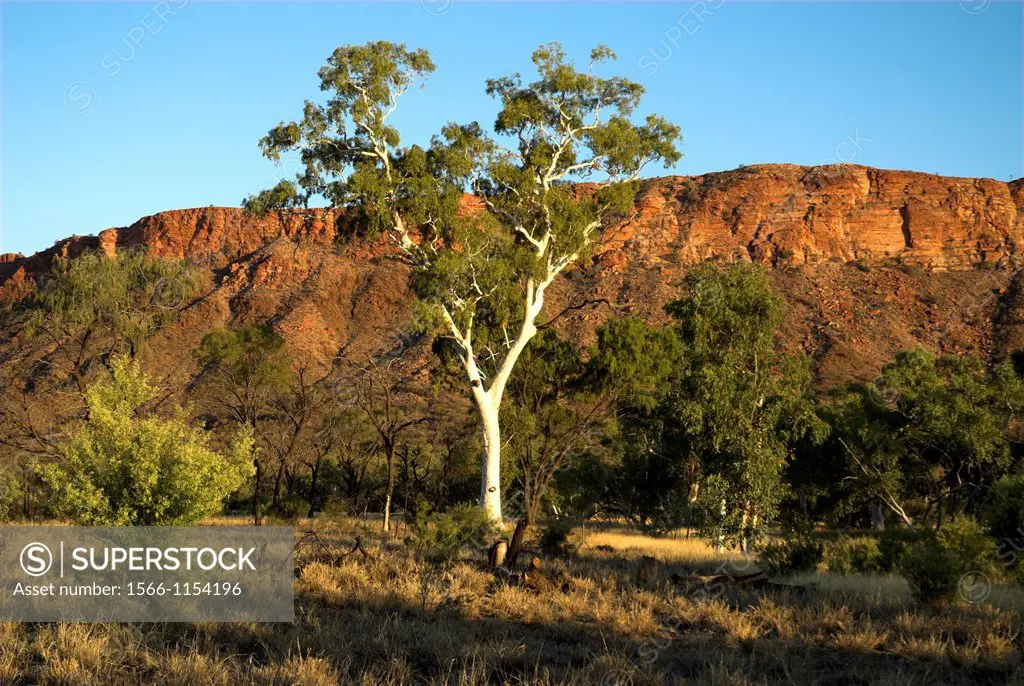 Ghost gum in late afternoon, West MacDonnell Ranges, Central Australia