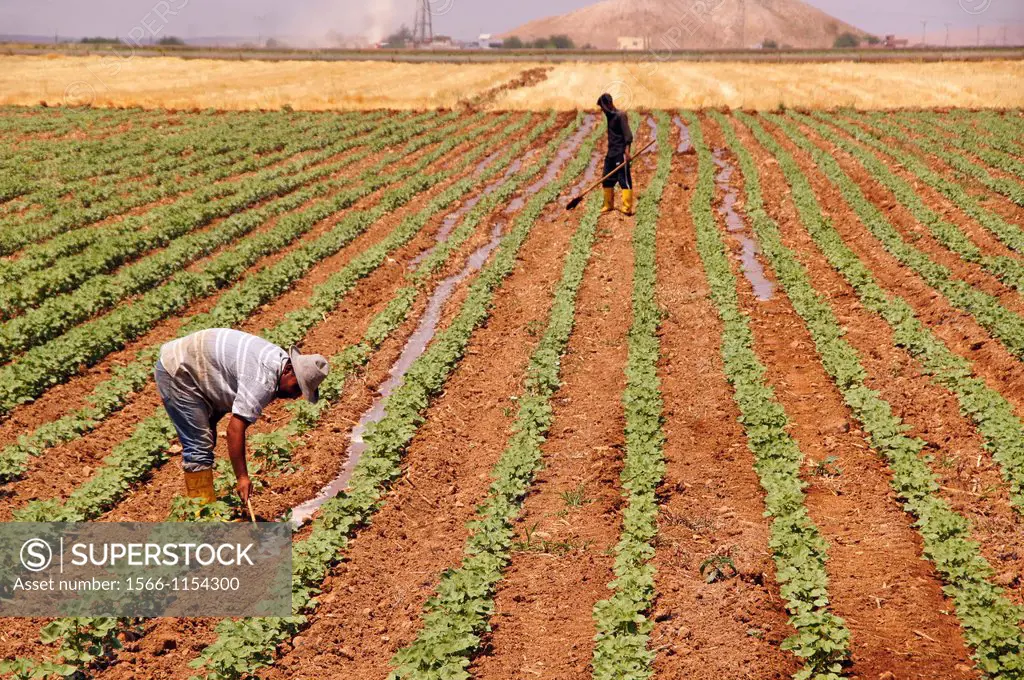 Turkey. agriculture landscape around Haran, once a desert, now very fertile because of the water of the Atatürk Dam.