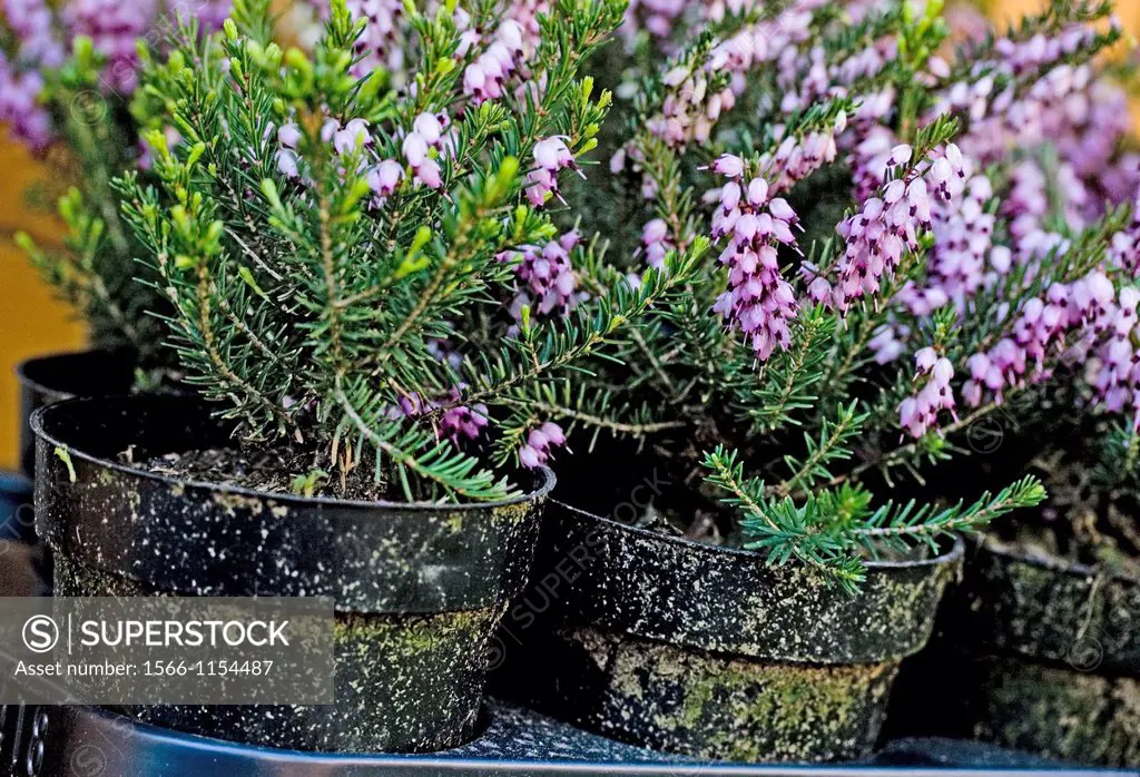 Erica  Potted heather in a public market waiting for spring transplants  Close realtive is Common Heather, Calluna vulgaris native plant of European s...
