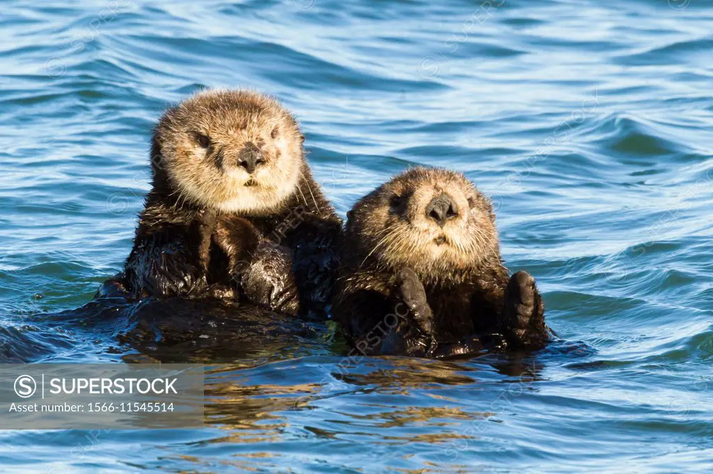Sea Otters swimming in Moss Landing, California, USA.