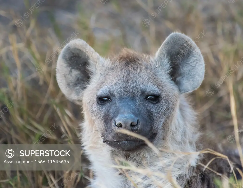 Close up of spotted hyena Crocuta crocuta. Amboseli. Kenya. Africa.