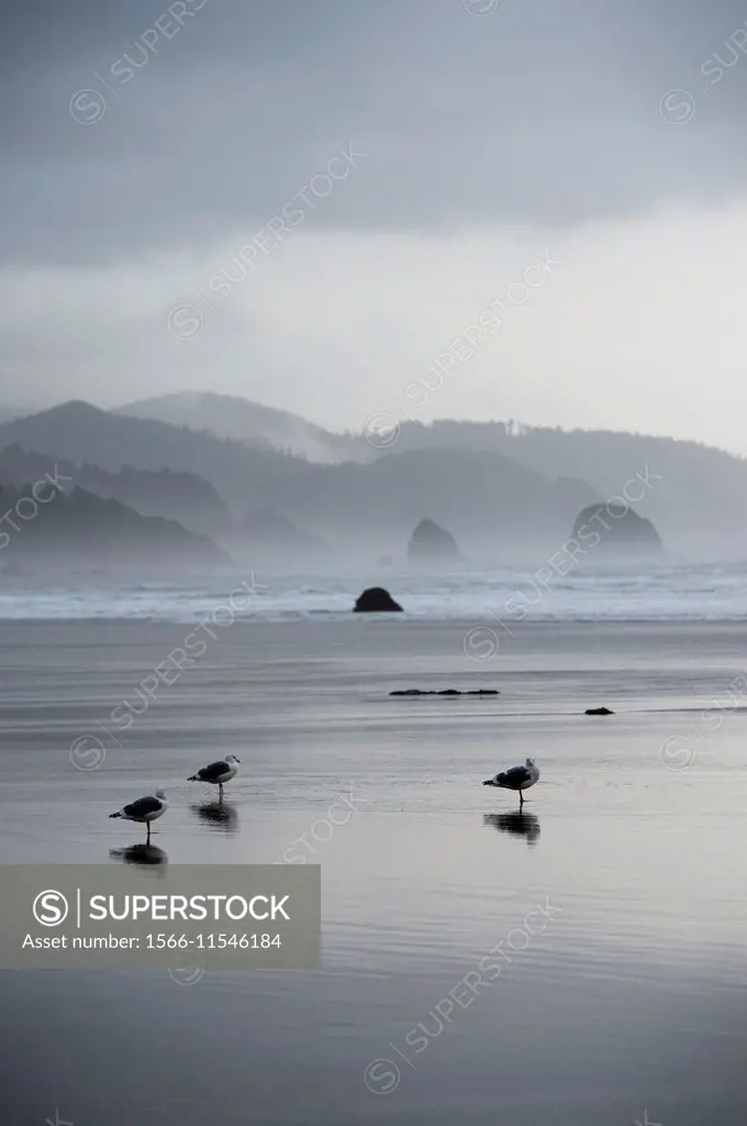 Gulls at low tide on Cannon Beach on the Northern Oregon Coast, USA.