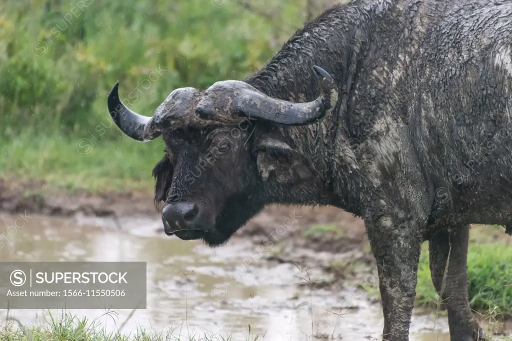 African buffalo Syncerus caffer in Lake Nakuru. Kenya. Africa.