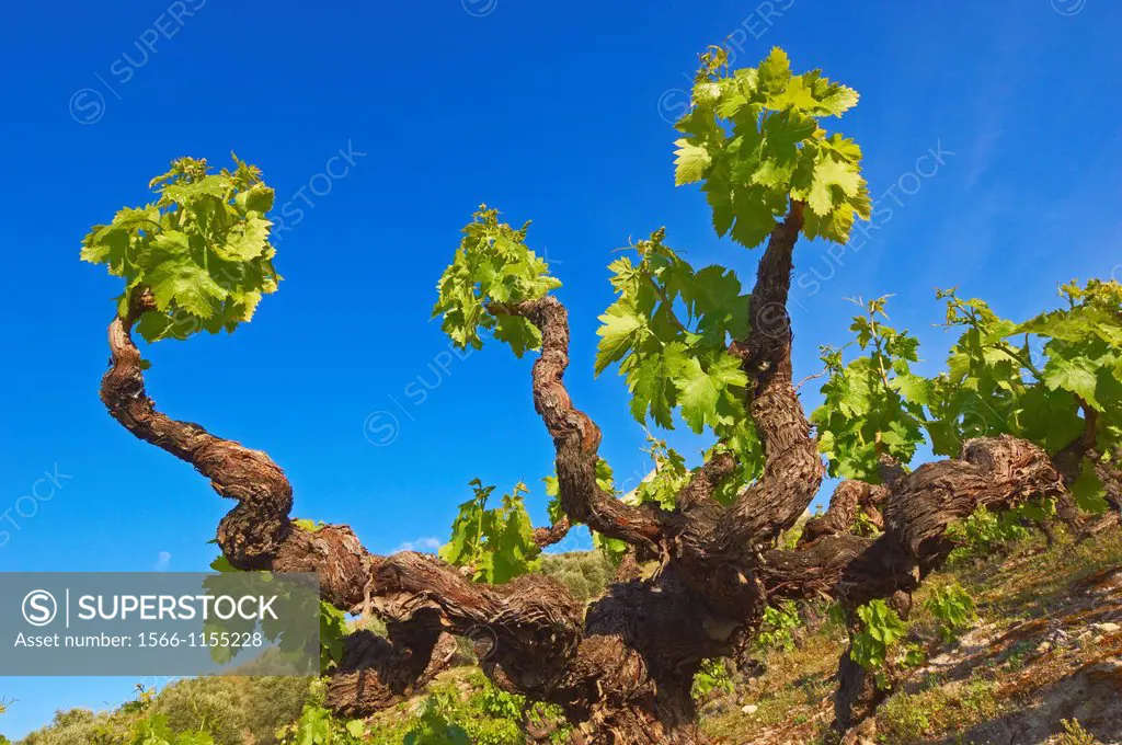 Montilla, vineyards, Montilla-Moriles area, Cordoba, Andalusia, Spain