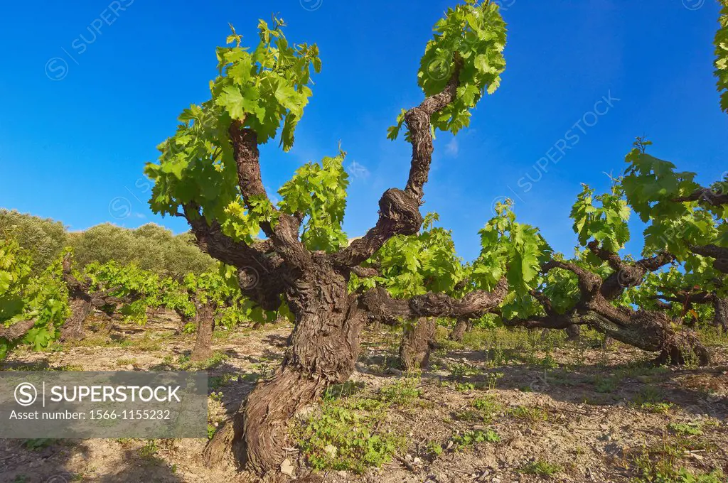 Montilla, vineyards, Montilla-Moriles area, Cordoba, Andalusia, Spain