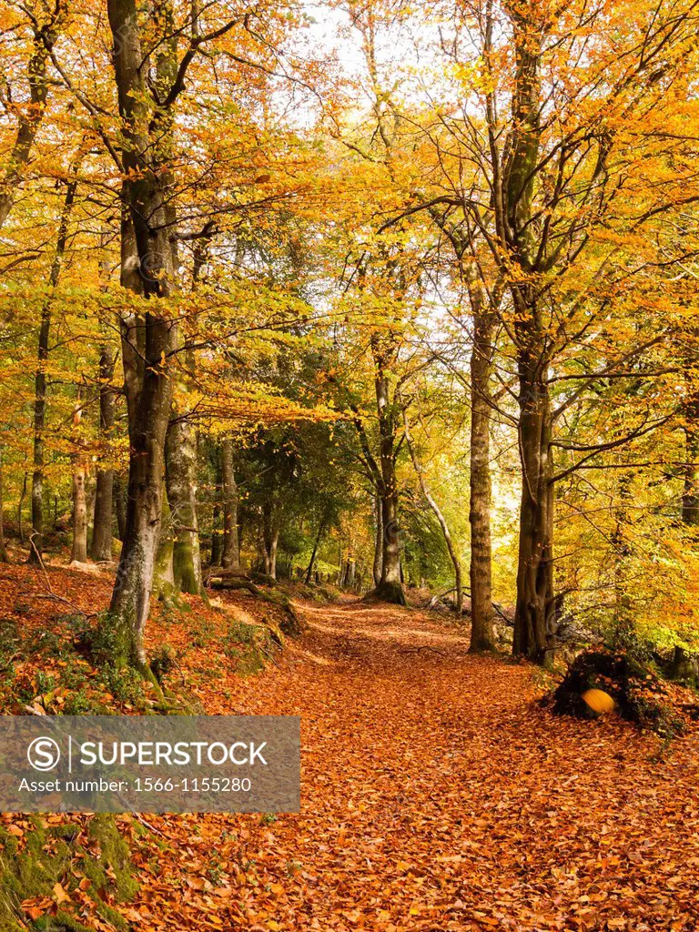 Beech trees in their full autumn colour at Horner Hill, Exmoor National Park, Somerset, England, United Kingdom